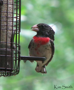 Rose-breasted Grosbeak by Kim Smith